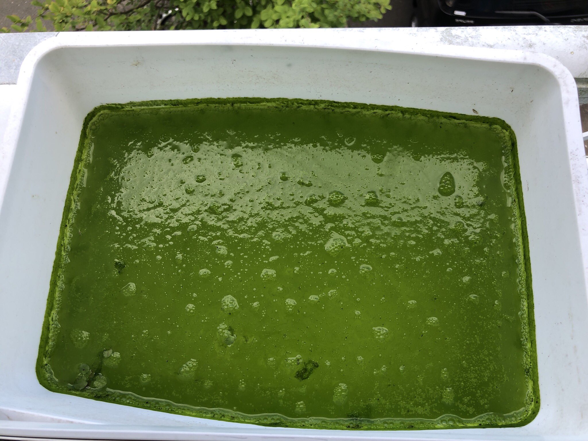 メダカクション 846cj12eaujrknq 空気中に緑藻 グリーンウォーターの元 が飛んでいるらしいので 外に水とハイポネックスを入れたバケツなどを放置します すると写真のような感じになるので 中はほぼ透明の水でした この水をコーヒーフィルターで