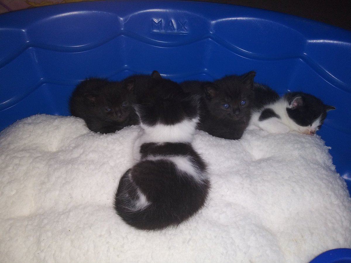Mom brought the babies out to socialize in their kiddie pool....the nerve...doesnt she know im the king around here??? 😾👑