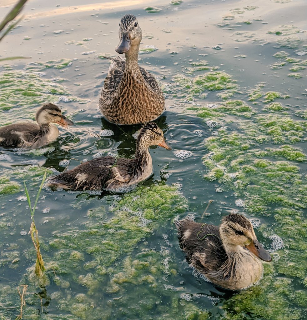 Update: went for another walk around and found momma duck! She's back and all 11 babies are still swimmin' nearby. 