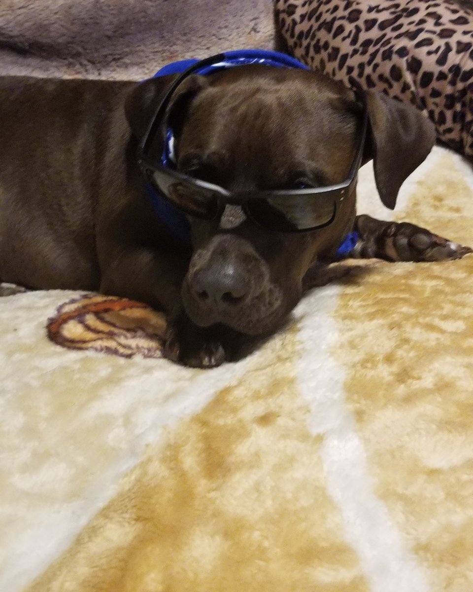 Cold chilling pitbull Basset hound mode