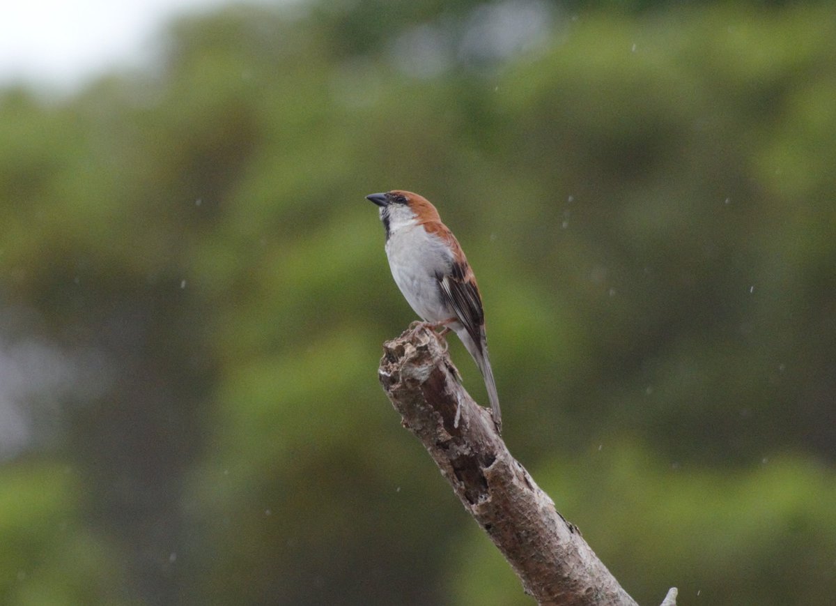 _ttodxx's tweet photo. 6/20 關子嶺 Guanziling
山麻雀 Russet sparrow ニュウナイスズメ
#山麻雀 #russetsparrow #ニュウナイスズメ #animals #bird #鳥 #野鳥 #野鳥観察 #野鳥撮影 #taiwan #tainan #guanziling #動物 #臺灣 #台湾 #臺南 #關子嶺 https://t.co/0lYPH9Fqrw