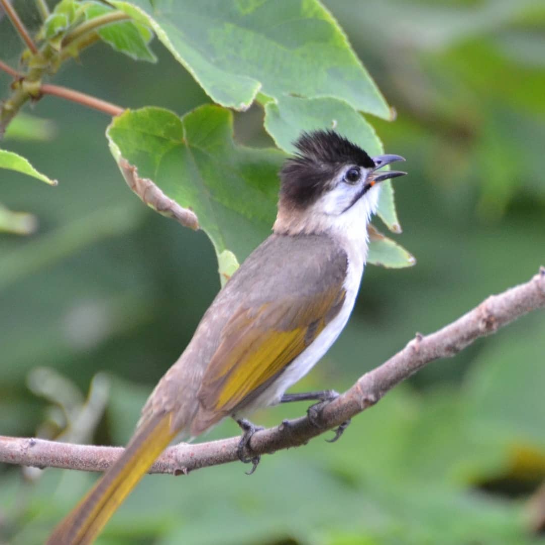 _ttodxx's tweet photo. 5/2 台東 Taitung 
烏頭翁 Styan's Bulbul クロガシラ
#鳥 #野鳥観察 #野鳥撮影 #野鳥 #烏頭翁 #台東 #taitung #bird #animal #StyansBulbul #クロガシラ https://t.co/razZNZ91OP