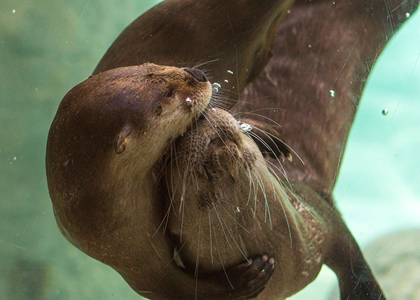 TheDailyOtter's tweet photo. Underwater hugs https://t.co/tHYfYibOTM 📸: @TNAquarium https://t.co/MzIasCTC8P