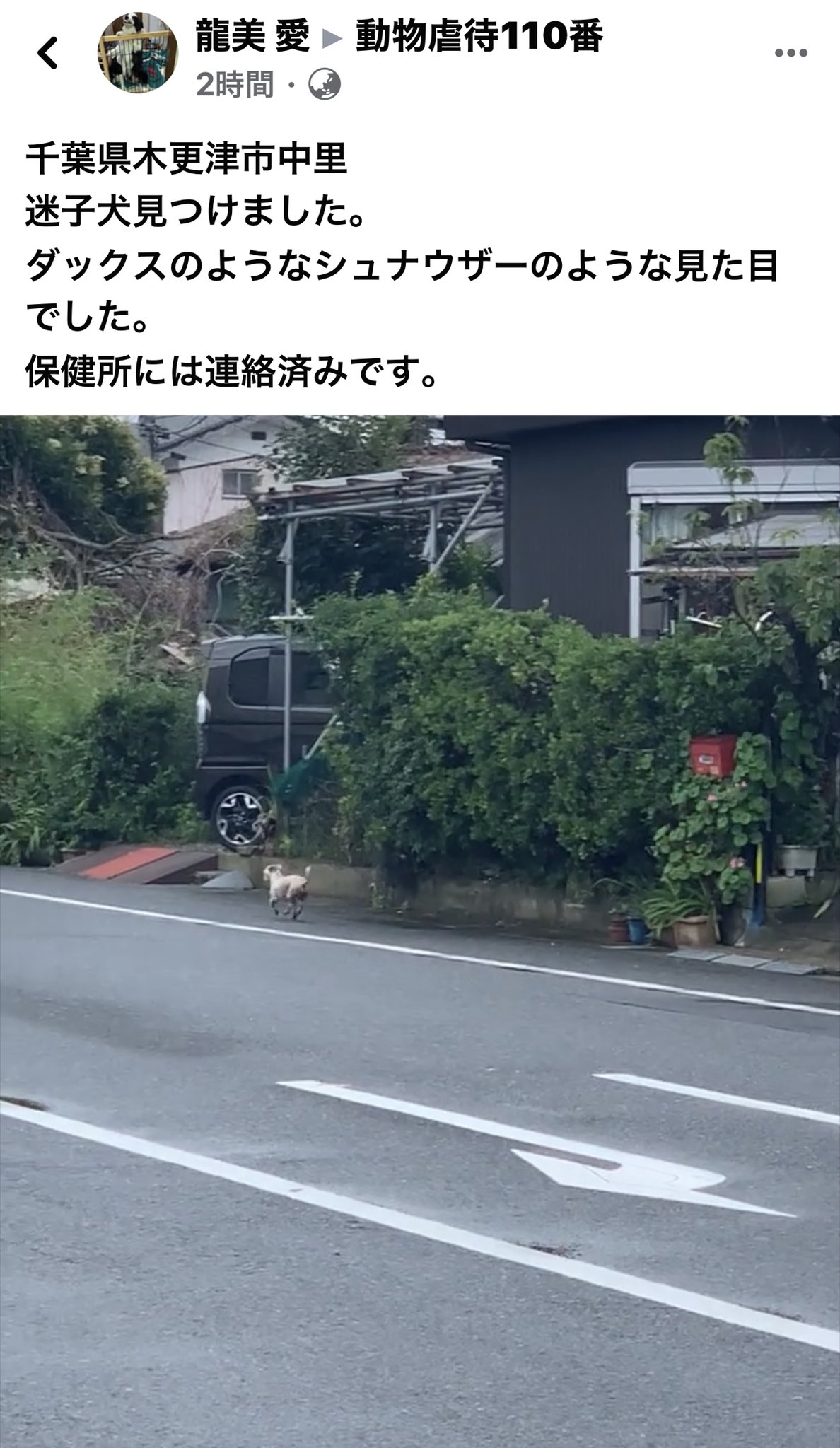 Npo法人 甲斐っトランド 千葉県 木更津市中里 代理投稿です 迷子犬 見つけました ダックスのようなシュナウザーのような見た目でした 保健所には連絡済みです 追いかけたとの事ですが 再度発見出来たのですが逃げられと メッセージで場所の詳細 Npo法人 甲斐っトランド 千葉県 木更津市中里 代理投稿です 迷子犬 見つけました ダックスのようなシュナウザーのような見た目でした 保健所には連絡済みです 追いかけたとの事ですが 再度発見出来たのですが逃げられと メッセージで場所の詳細
