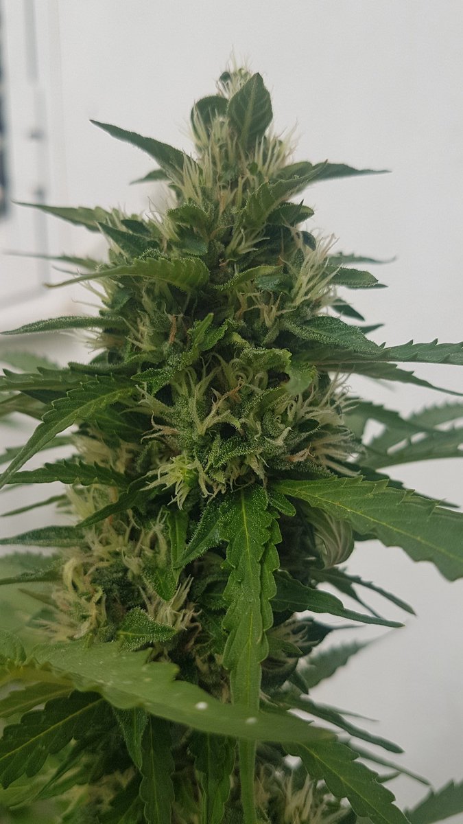 Sophie_MJ's tweet photo. @Apez140 @ProXL_Spain @INMAQ16 @AdrycManellson @HempCropEs @GiftsGreenwood @GreenbudSeeds @MavericksSeeds @insektu @cannaworldsite ¡Buenos días por la mañana!☀️por aquí un calorazo increible, voy a tenerme q ir a dar un baño🌊🏄🏼♀️😎 Qué capullito🌷 taaaan precioso , es @ProXL_Spain y las manos mágicas de @INMAQ16 jjaja, y la #weedbox ?🤣 os enseño a mi #PolarExpressAuto y sus pepos🔥😘😘😘 https://t.co/u4rm2ZLG8M