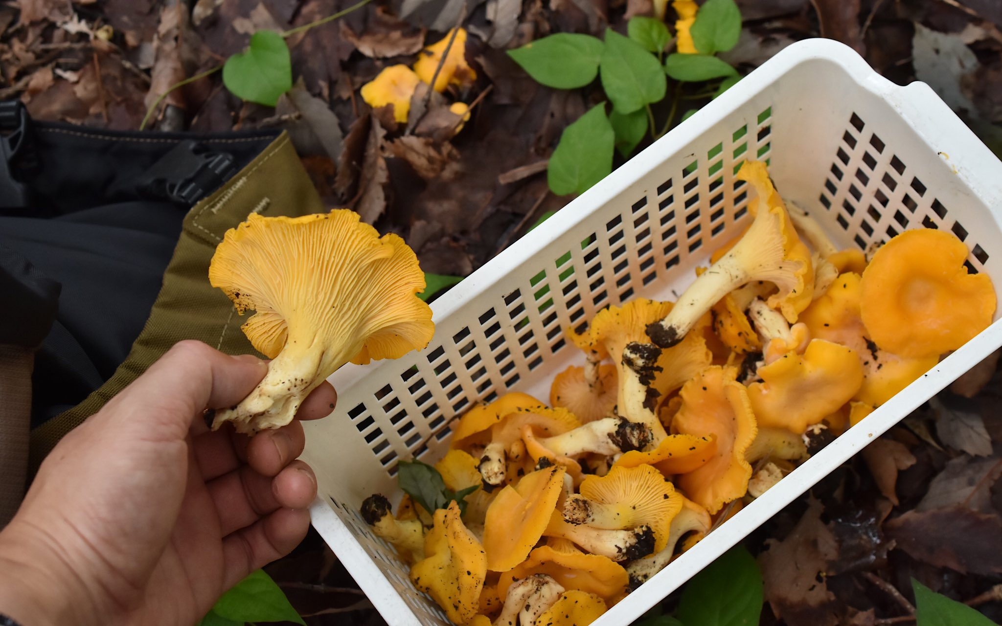 カルクウ アンズタケのレシピを探してドイツ風の豚キノコレシピを見つけたのでそれっぽく Pfifferlinge Mit Schweinefilet アンズタケの豚ヒレ肉添え すんごく旨し キノコクリームソースと豚肉が合わない訳がない 舌に広がる旨味とは別に鼻を通る香り