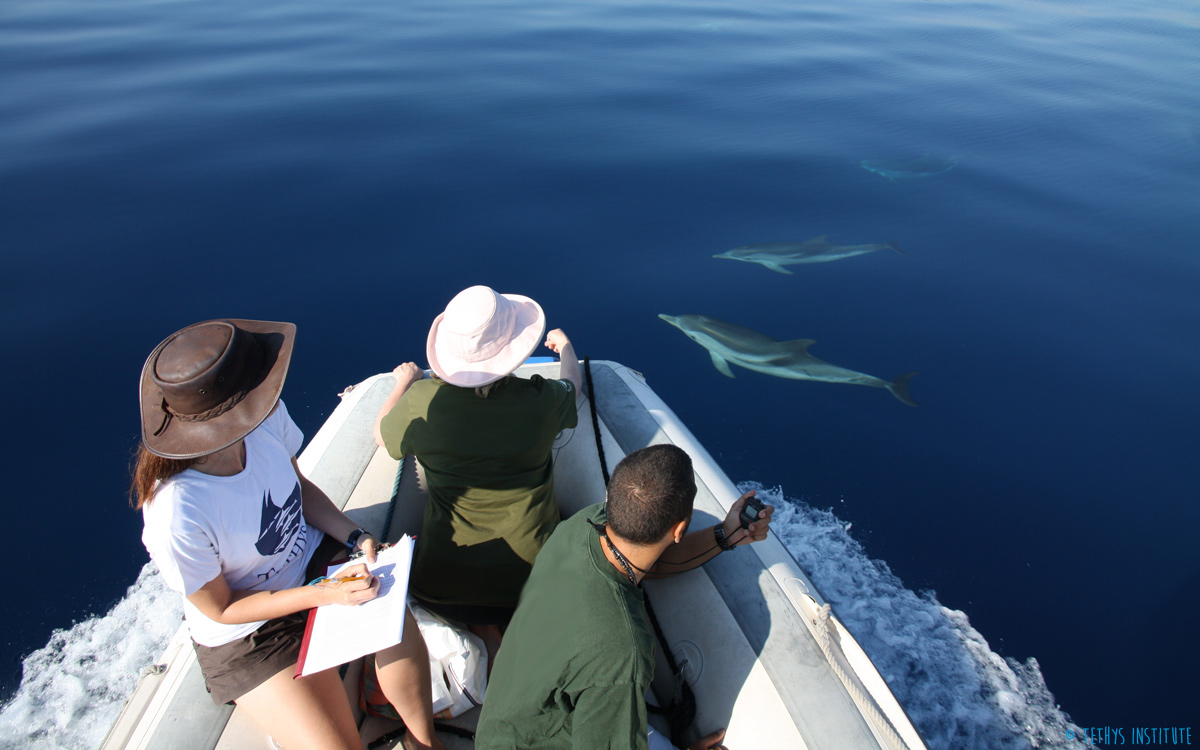 Wildsea_EU's tweet photo. 9. #Vonitsa (#Greece): Take an active part in a science-based conservation action in support of #dolphins in the #IonianSea. The Ionian Dolphin Project researches how the local dolphin communities interact with their environment. Be part of the team: https://t.co/A2SHqKBShR. https://t.co/xffXom1lKH