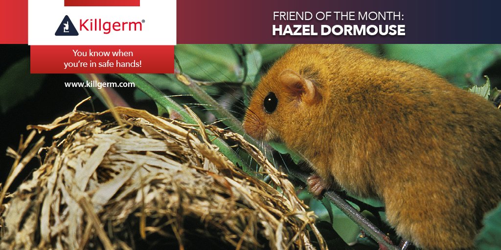 Killgerm's tweet photo. It is an offence, with certain exceptions, to deliberately disturb, capture, kill or injure a dormouse or to damage or destroy a nesting place. It is also an offence to keep, transport, sell or exchange any live or dead dormouse.
#FriendOfTheMonth #HazelDormouse https://t.co/veW6waloQq