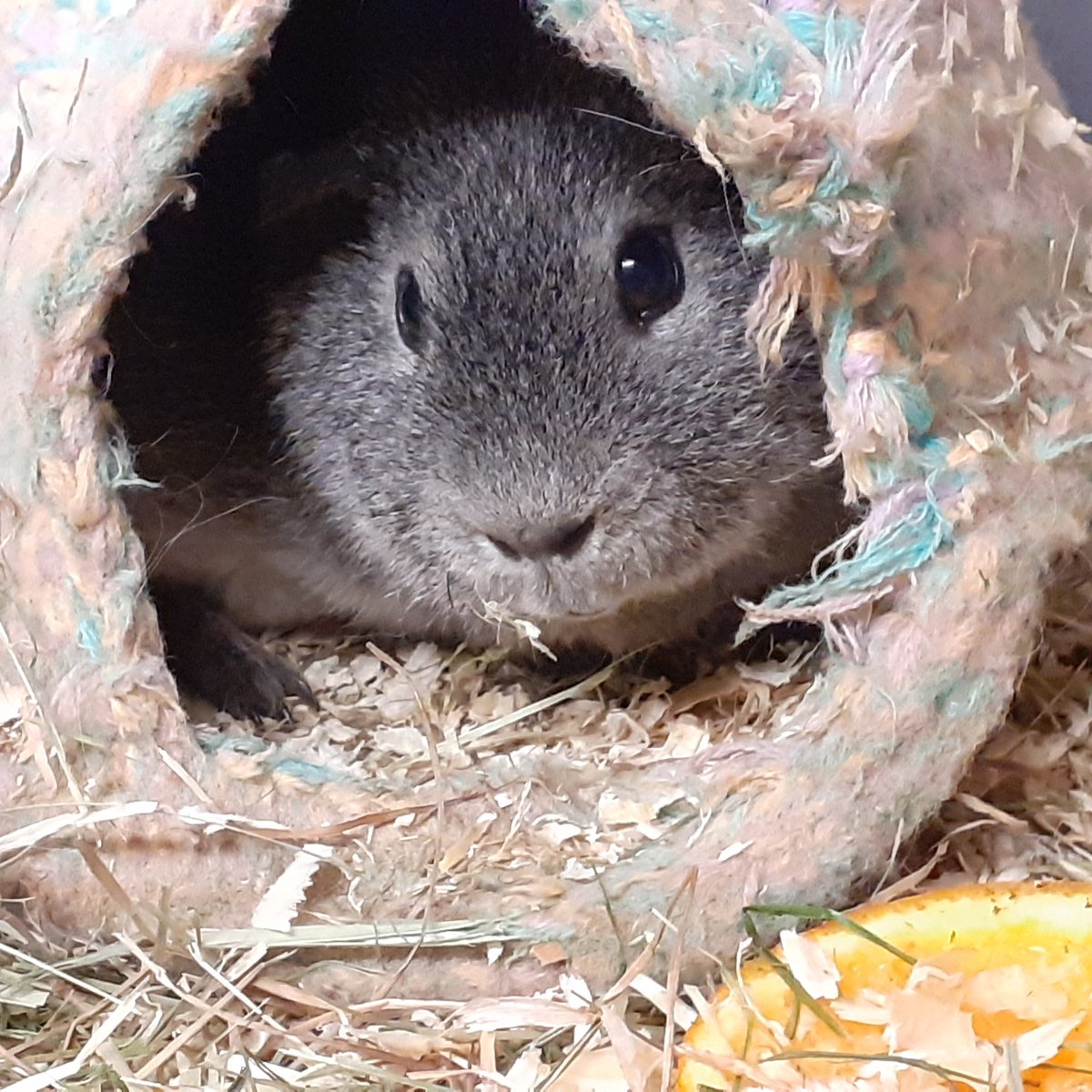 SpaceCymru's tweet photo. It's too cold to come out of bed today, where has the sun gone!!! Animals having a duvet day today #duvetday #guineapig #teddybear #guineapigs #animals #loveanimals #cuteanimals #animallove #cold #bed https://t.co/ws3WEps0Ud