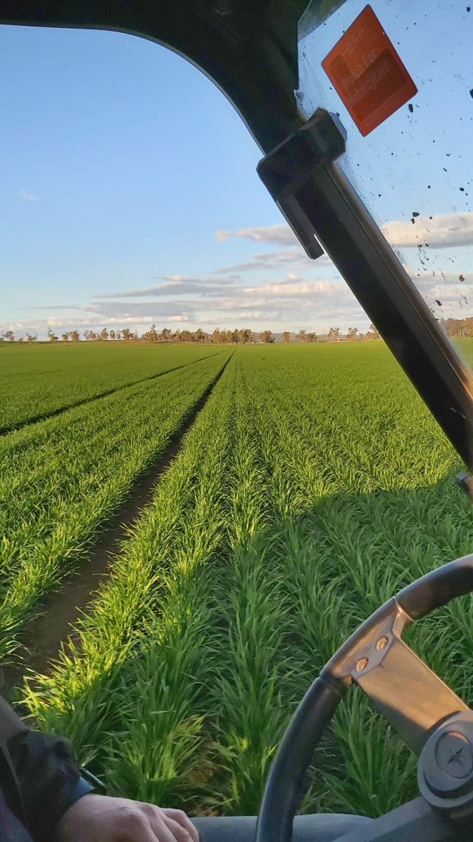 It seems like a bloody long time  since We have grown crops like these, Thankful for the start we have had and hope the season continues🤞Trophy sown 20/4 and Lancer sown 24/4