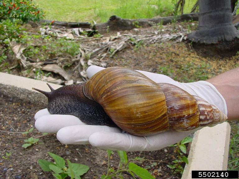 Giant African #Snails are illegal to buy, trade, or sell in the United States, but are widely traveled and used as pets, for culinary purposes, education, and medicine. #knowyourpests
