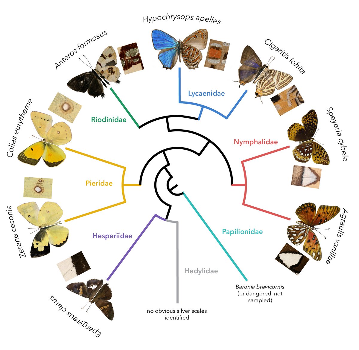 2/n How do butterflies make silver and gold? How is it so widespread across different butterfly families? We studied 7 species from 5 butterfly families