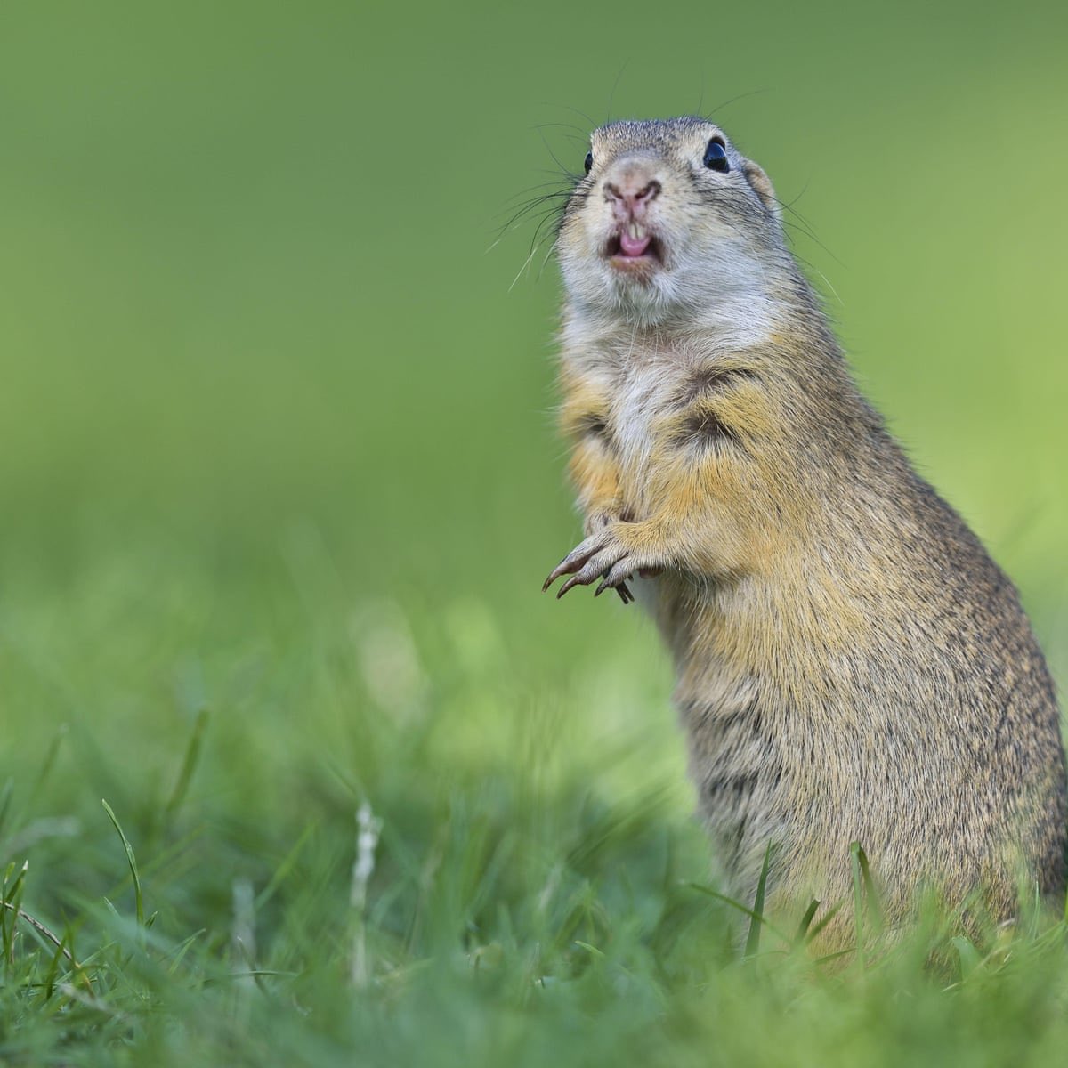 3. gophers-idk what i have against gophers but like... why