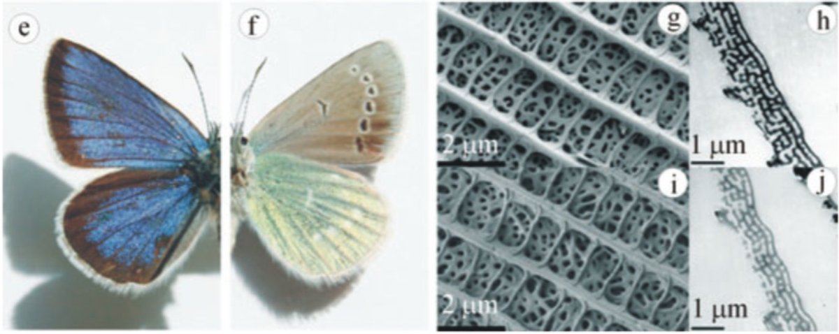 13/n Other lycaenid butterflies are known to produce green and blue iridescence using this multilayering. See fig. below from  https://doi.org/10.1016/j.msec.2006.09.043