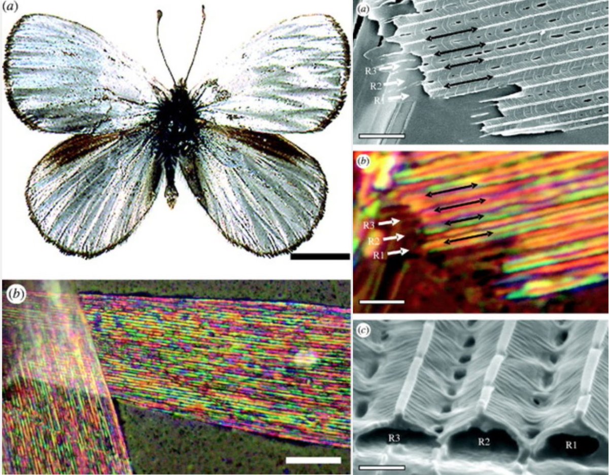 9/n This was described and modeled by Pete Vukusic et al, in a nymphalid butterfly that is completely covered with silver scales (figures below from DOI: 10.1098/rsif.2008.0345.focus)