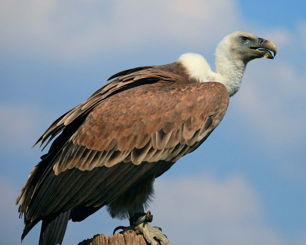 2. vultures- seen one of these and 0/10 i do not recommend -if you look up a picture and think they’re big TRUST ME they’re bigger