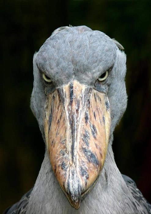 5. shoebill storks-LITERRALLY WHAT THE FAHKKKKK-this is not real idgaf bc there is NOOOO REASON for this to exist