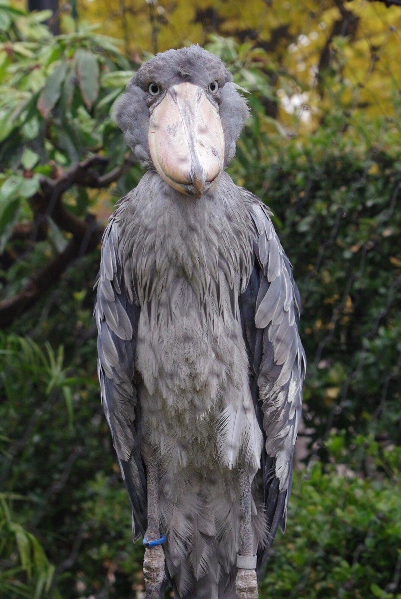 5. shoebill storks-LITERRALLY WHAT THE FAHKKKKK-this is not real idgaf bc there is NOOOO REASON for this to exist