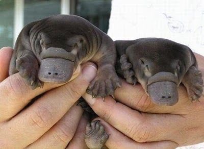 6. platypus-didn’t think these existed but i want one