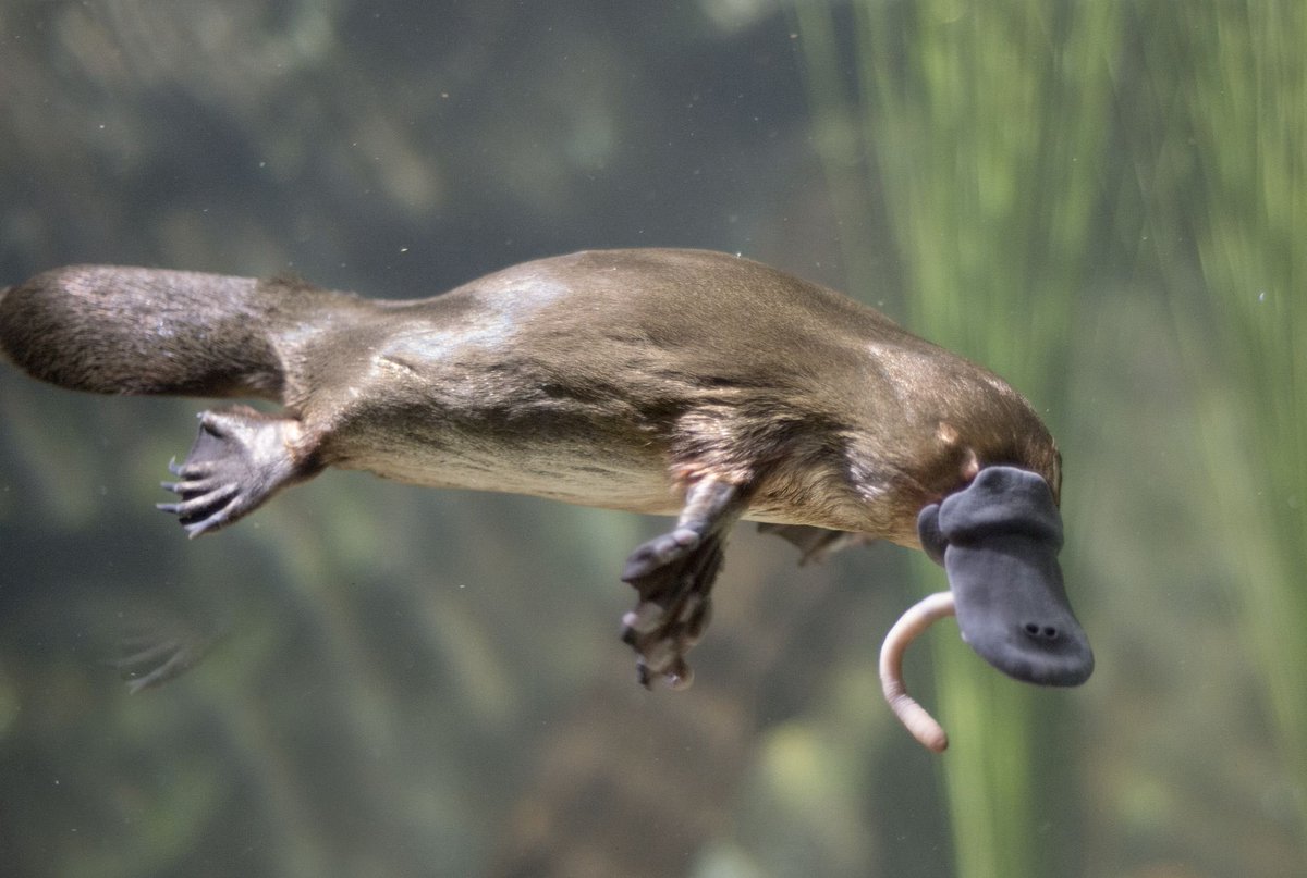 6. platypus-didn’t think these existed but i want one