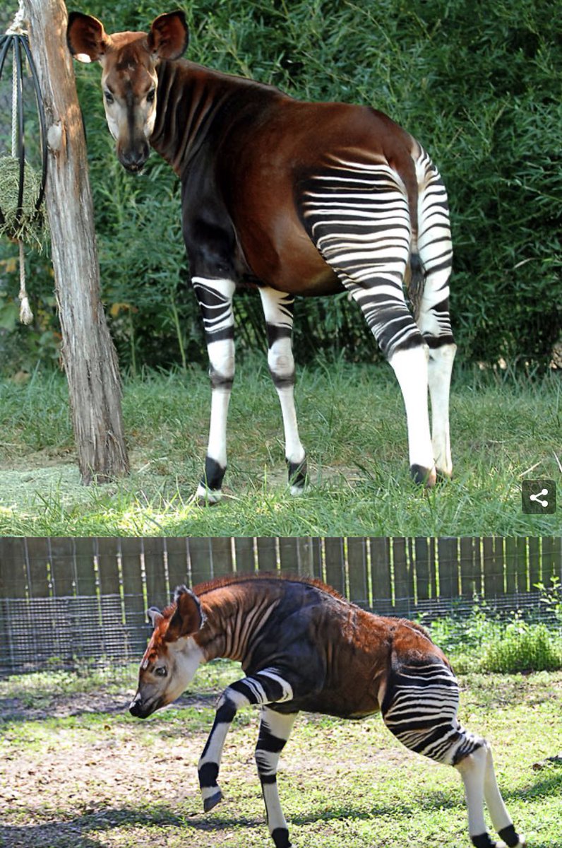 7. Okapi-this is making me very uncomfortable...