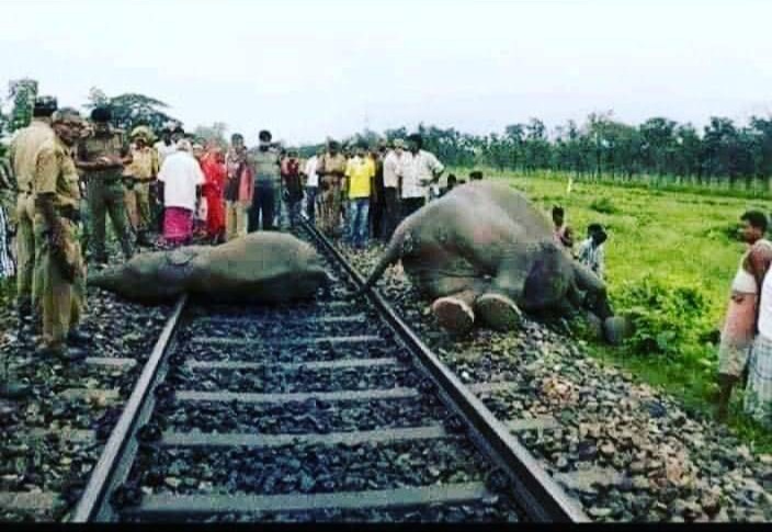 humberton4's tweet image. En trabajos del tren maya atropellaron 2 
elefantes chiapanecos en peligro de 
extinción, ésto es lo que quieres? ya 
estarán contentos amlovers