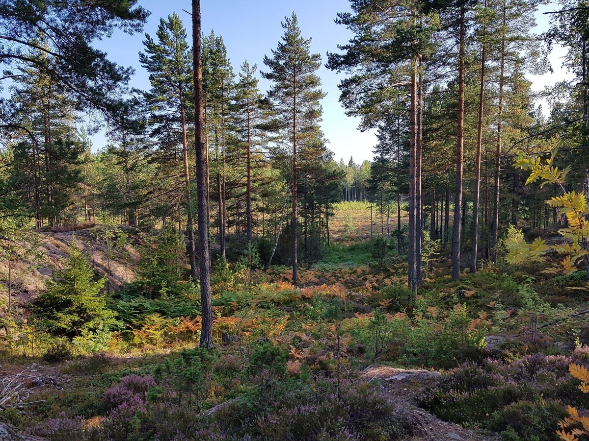 ETOC2022 - European Trail Orienteering Champs 2022 tweet media