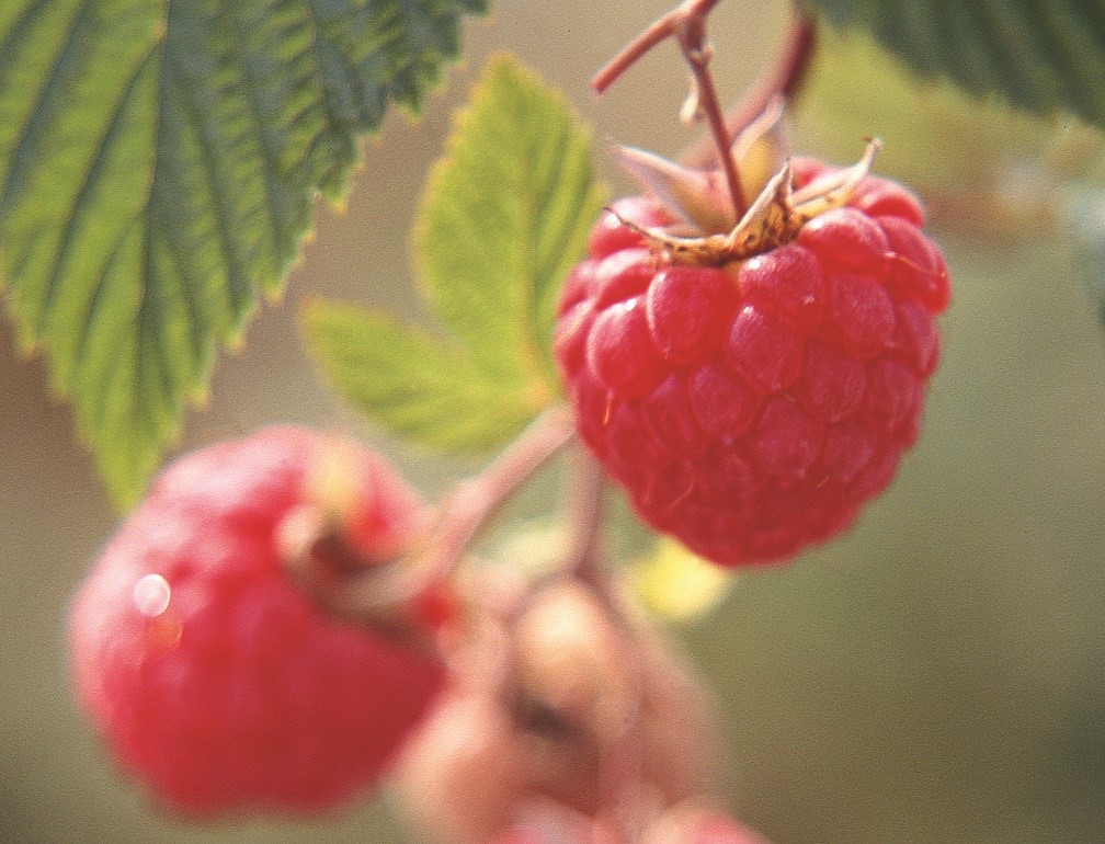 _Ctifl's tweet photo. Le CTIFL développe la certification des plants de framboisier. Si vous êtes pépiniéristes et intéressés, Caroline Corre, ingénieure certification, caroline.corre@ctifl.fr, sur notre centre de Balandran (Gard), est à votre disposition pour tout renseignement. https://t.co/cSe19OTqAb