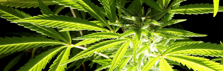FederacionFAC's tweet photo. 🗞 El tribunal de Italia dictamina que el cannabis cultivado en casa es legal  https://t.co/lvRNEANZIW https://t.co/129W8lAkfv