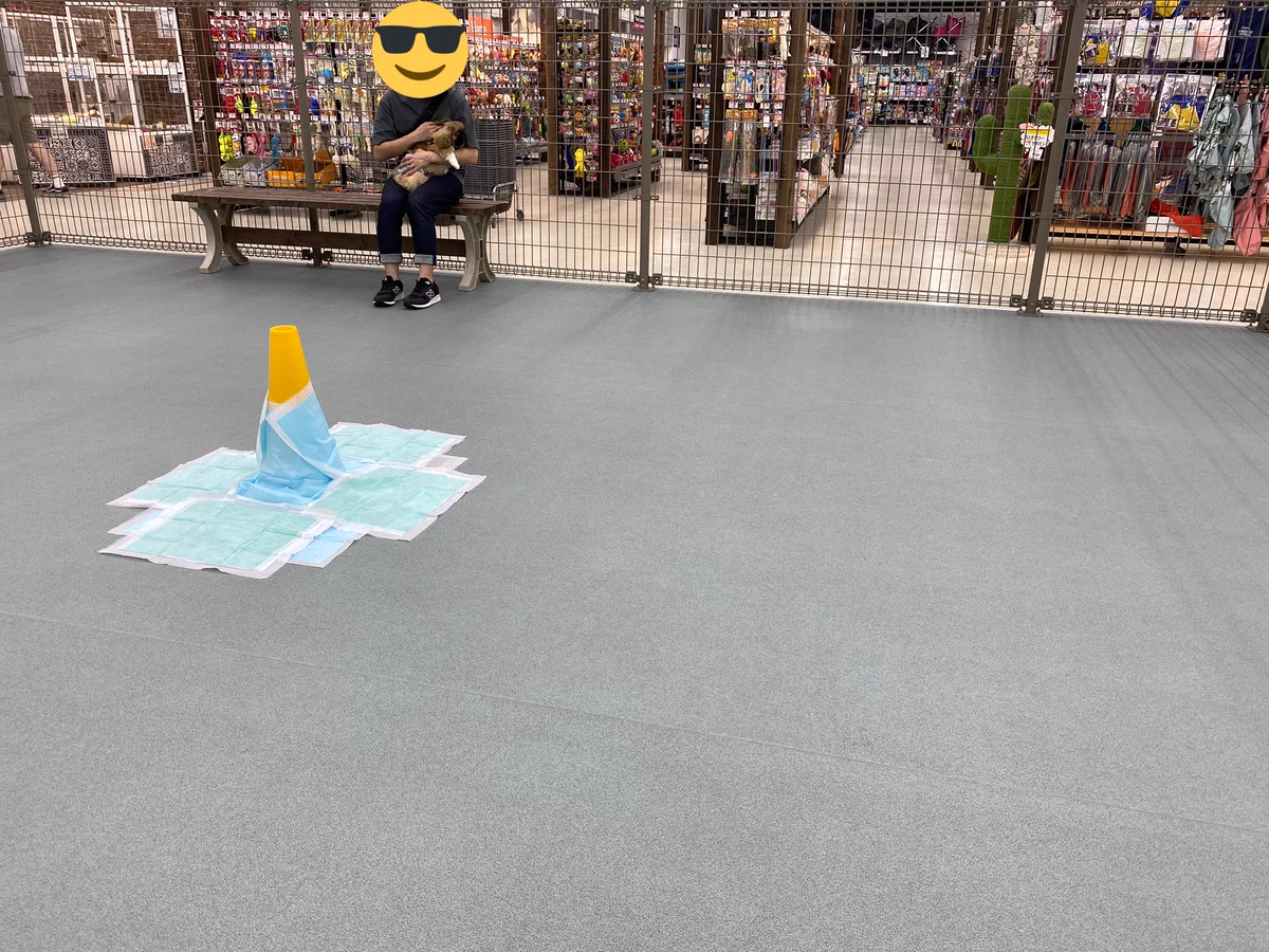 貸し切り状態のドックラン！なのに遊ばないワンちゃんｗｗ