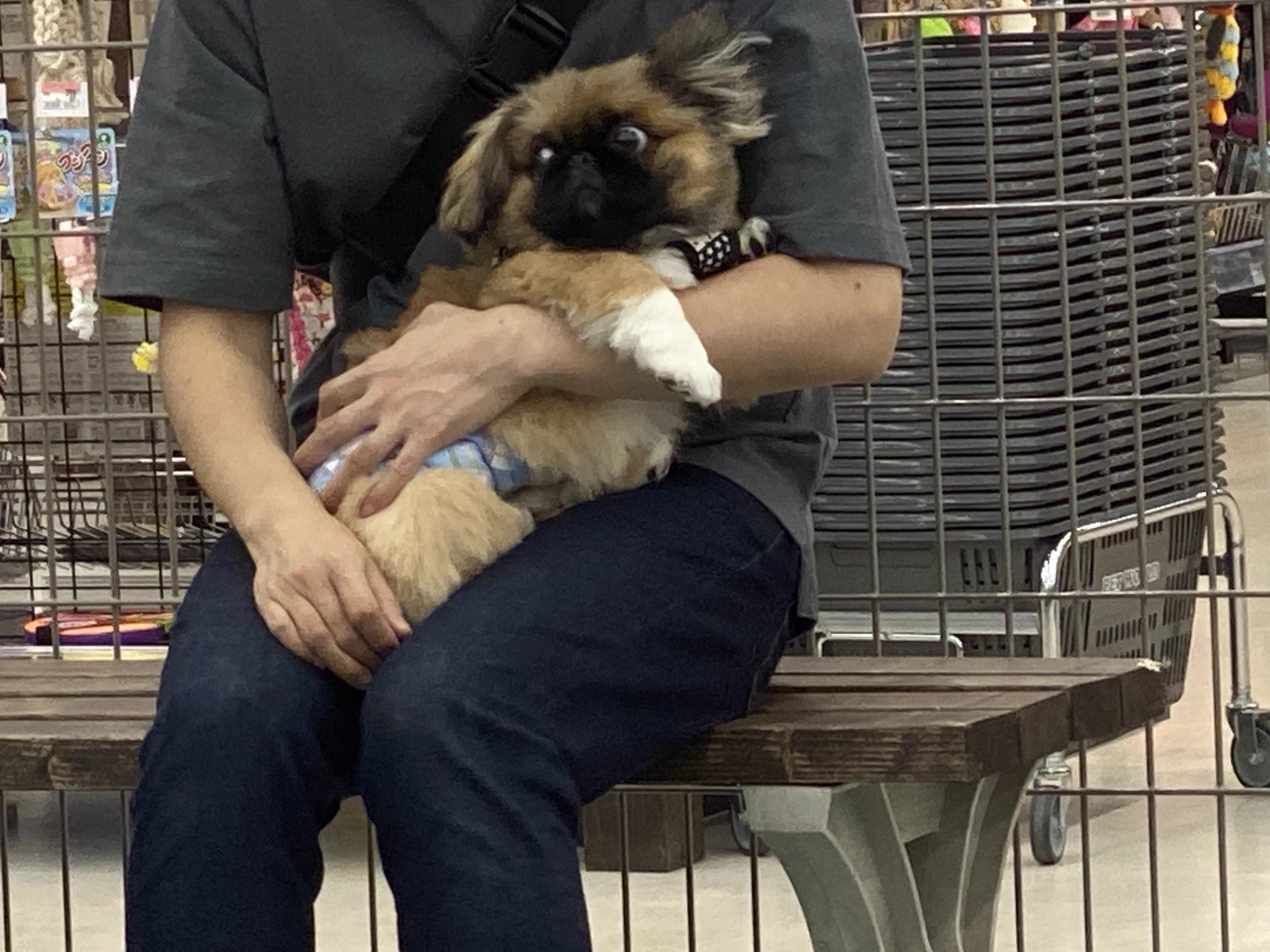 貸し切り状態のドックラン！なのに遊ばないワンちゃんｗｗ