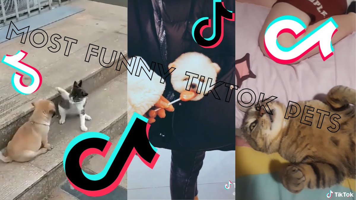 MeowMoeDotCom's tweet photo. Cats Being Cats Tiktok New Compilation ...
 
#Cats #Cat #Kittens #Kitten #Kitty #Pets #Pet #Meow #Moe #CuteCats #CuteCat #CuteKittens #CuteKitten #MeowMoe #CatDankMemes #CatMeme #CatMemes2020 #CatMemesCompilation #CatMemesCompilationVideos
 
https://t.co/uESiam5o9h https://t.co/nFXg0hoahx