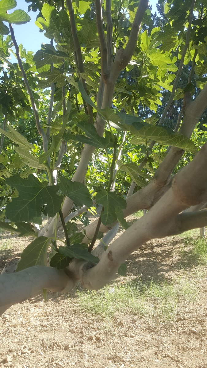 İncirde Yaz Budaması. Mey kalitesi ve Dengeli verim için önemli.Agac kökboğazında, gövde ve ana dallarda çıkan verimsiz obur dallar çıkarılmalı.