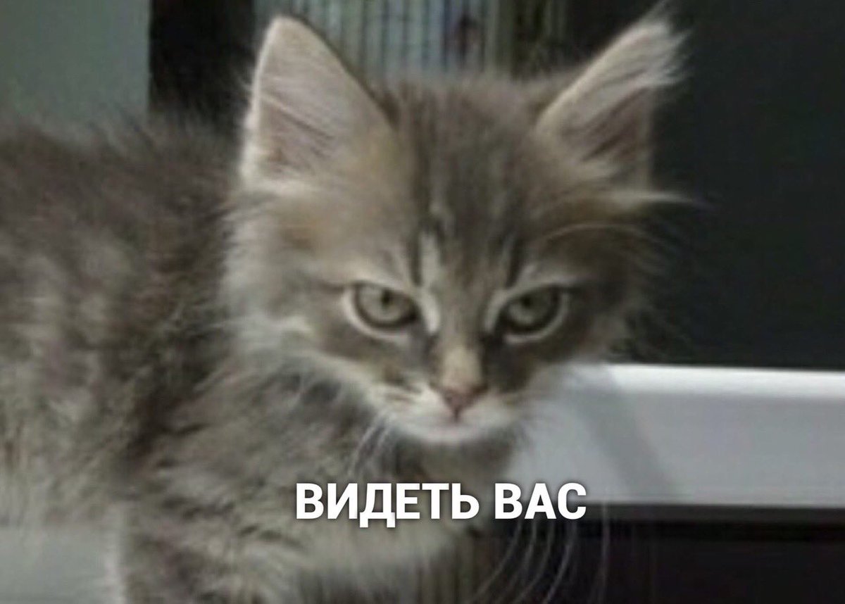 Лепра tweet media