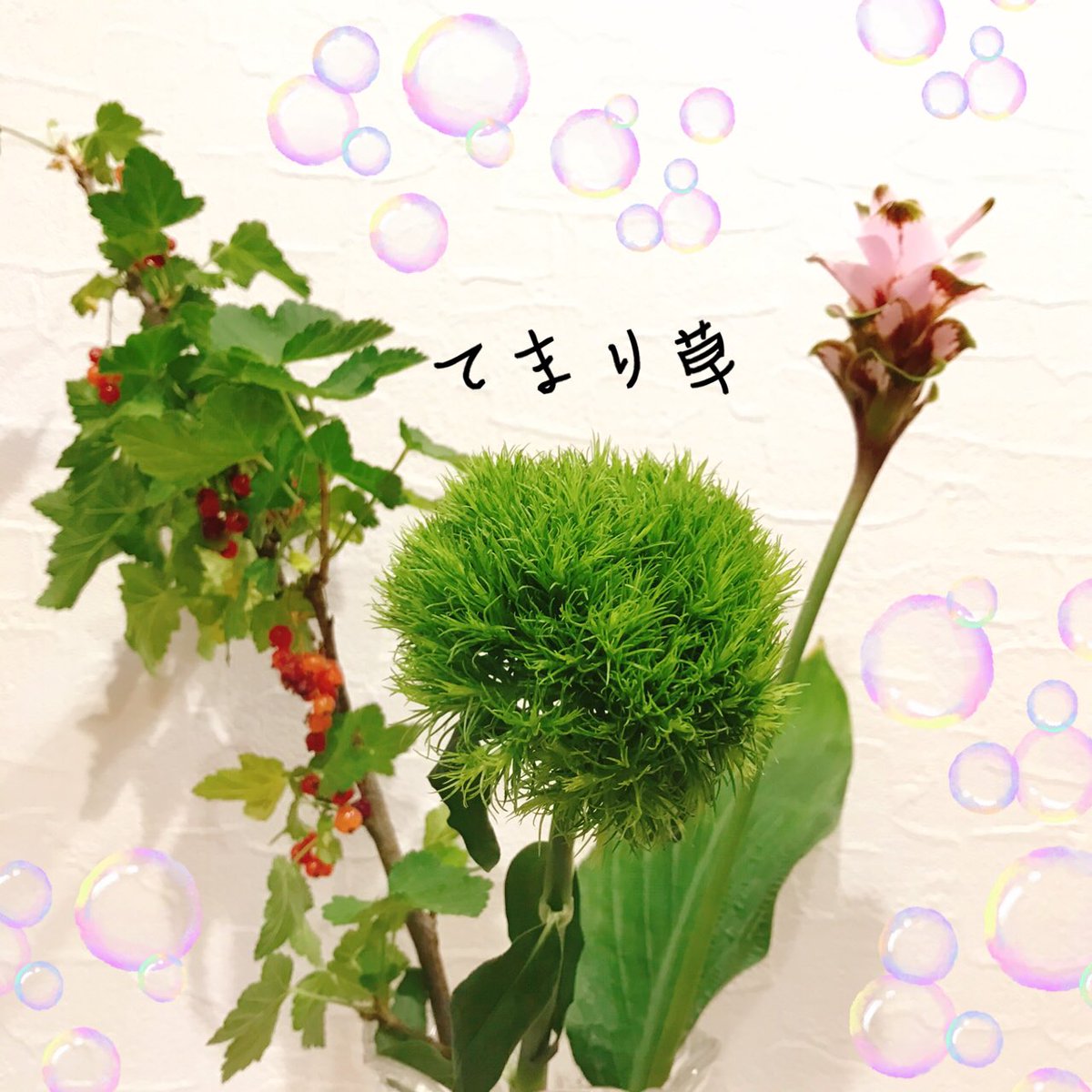 kokko1032's tweet photo. てまり草。マリモみたいで可愛い💕
#ハナノヒ　#日比谷花壇　#サブスク https://t.co/77LZXdrNMR