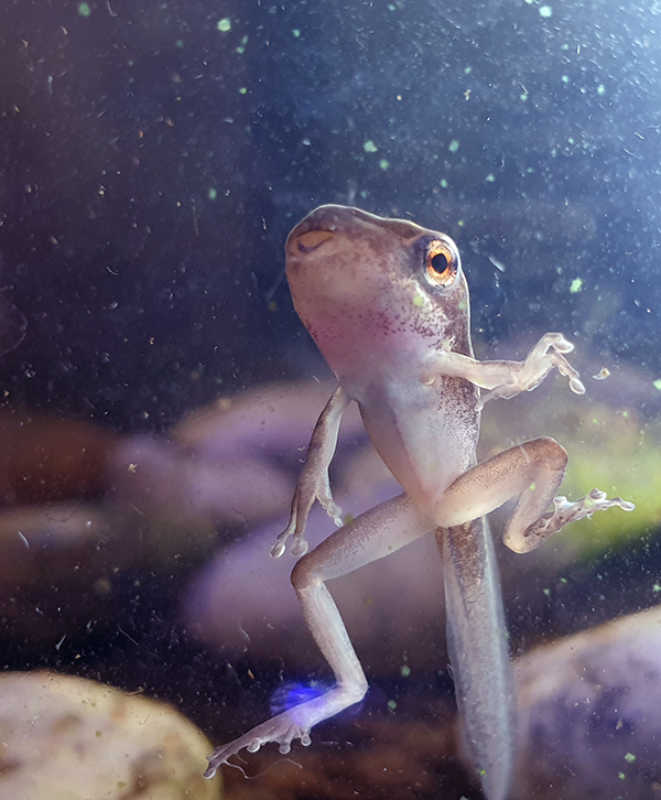 YO WHEN DID YOU JUST STRAIGHT UP BECOME A FROG?? I SAW YOU JUST LAST NIGHT, YOU DIDN'T EVEN HAVE BUDS FOR HANDS AND NOW YOU GOT THESE FULL FUCKIN ARMS WITH FINGERS AND EVERYTHING??? YOU POKEMON EVOLVING FUCK.