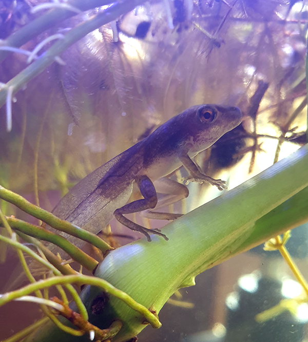 YO WHEN DID YOU JUST STRAIGHT UP BECOME A FROG?? I SAW YOU JUST LAST NIGHT, YOU DIDN'T EVEN HAVE BUDS FOR HANDS AND NOW YOU GOT THESE FULL FUCKIN ARMS WITH FINGERS AND EVERYTHING??? YOU POKEMON EVOLVING FUCK.