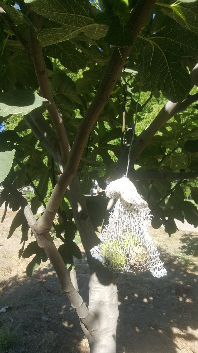 İlek filelerini toplayalım. İncir üretiminin önemli faaliyetlerinden olan ilekleme torbalarını astiktan 10 gün sonra toplayalım. Aksi takdirde meyvelere hastalık bulaştırabilir.