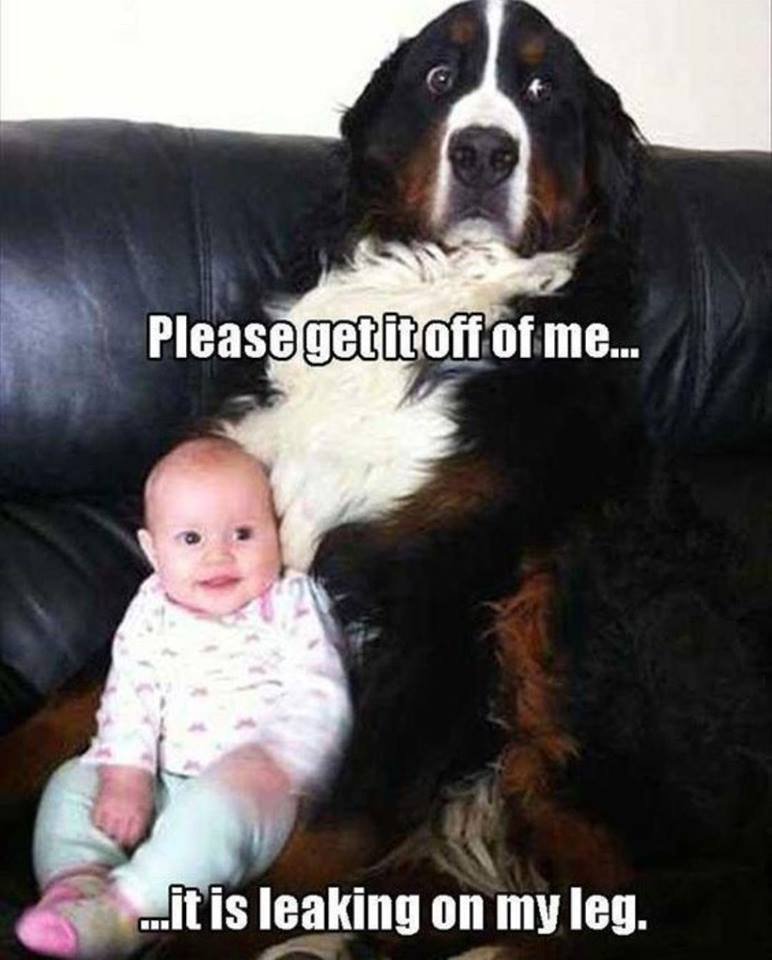 Funny animal videos tweet media