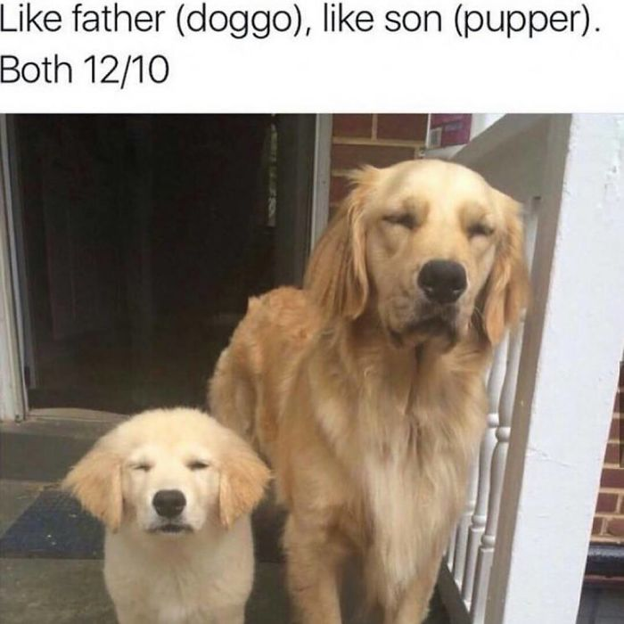 Funny animal videos tweet media