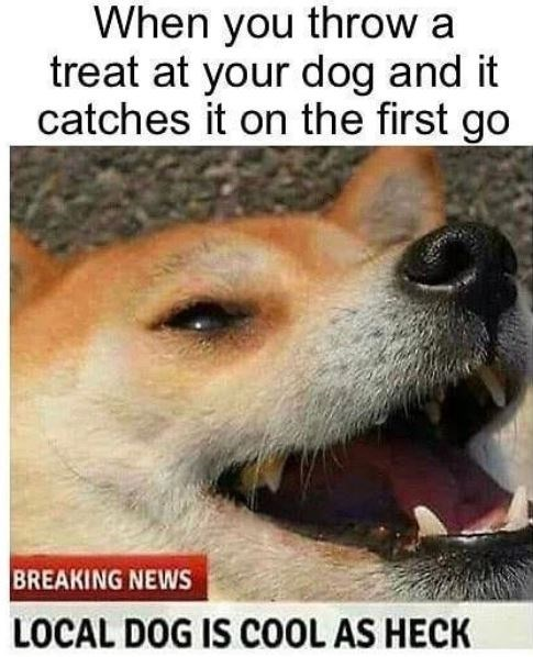 Funny animal videos tweet media