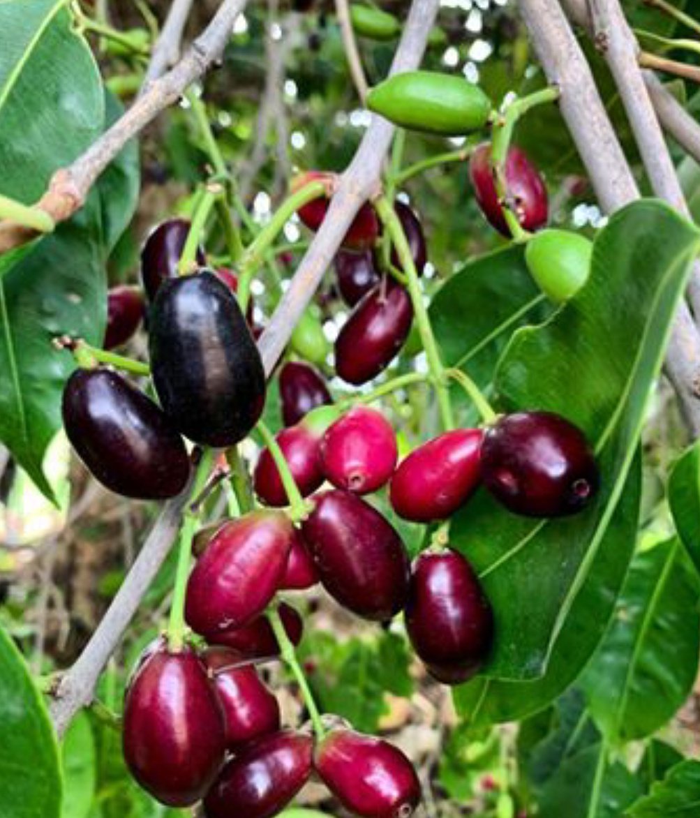 If you like these, have them like the world is ending tomorrow! Jamoon fruits!  Delicious, full of immunity boosting nutritional values will leave you in a purple heaven!