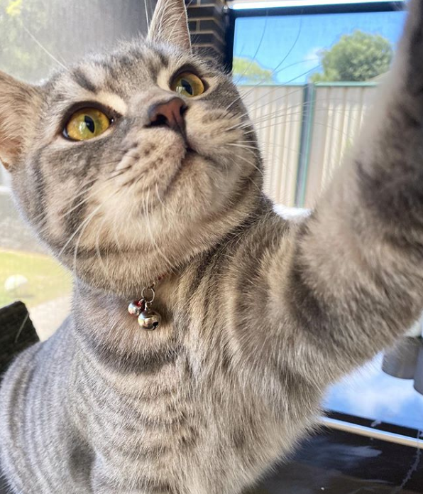 applaws cat food ireland