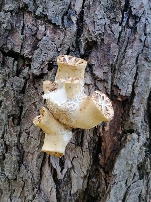 OxleasFriends's tweet photo. Fungi aren't exclusive to autumn. Look out for Dryad's Saddle (Polyporus Squamosus) the largest capped mushroom in the UK. 

You'll usually find it on Sycamore and Horse Chestnuts. It can be used to make paper - but we wouldn't recommend it. https://t.co/OH9easDbxP
