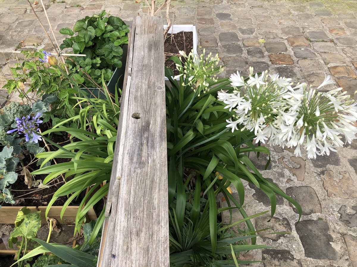 CourRasselins's tweet photo. #Municipales2020 au second tour dans le jardin @CourRasselins, les agapanthes blanches l’emportent haut la main sur les agapanthes bleues. Match retour à l’été 2021 ! Merci @Founeton pour les plants. https://t.co/1EUxUBig6V