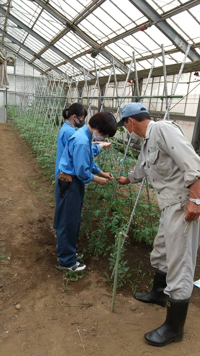 東京都立農業高等学校 در توییتر 都市園芸科 本日は雨のため 都市園芸科の生徒が温室の管理を行ないました 写真は野菜温室 でトマトの誘引を 果樹温室で除草を行っているところです