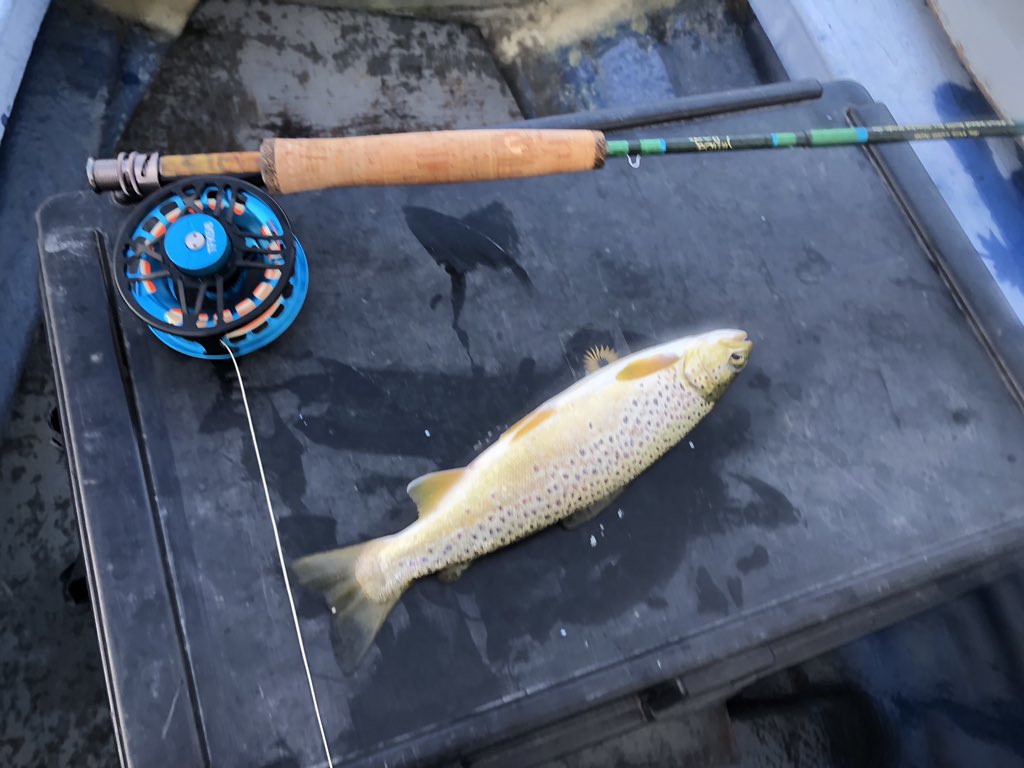 hopper68's tweet photo. Had a good couple of hours on Loch Watten last night netted 8 to 2lb #flyfishing #wetflies #silverbutcher #lochwatten #caithness https://t.co/4daHOknaUC