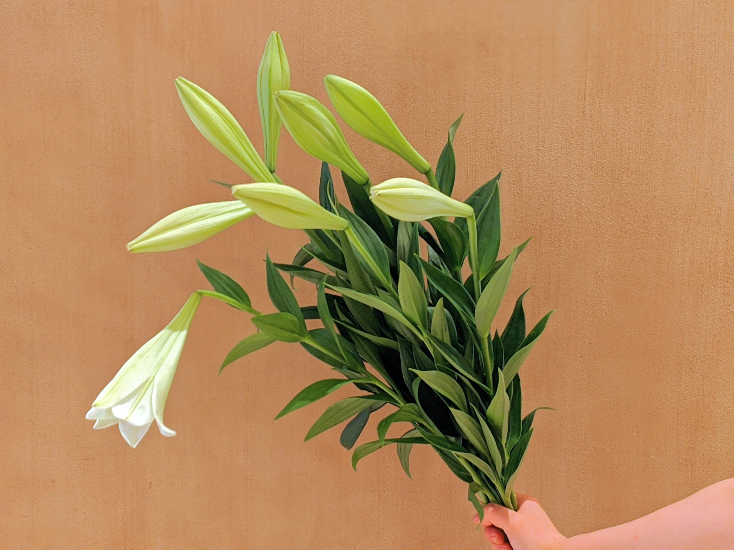 青山フラワーマーケット 5月8日は母の日 今日は 素敵なユリを紹介します テッポウユリの一大産地 長野県のja上伊那と青山フラワーマーケットのコラボフラワー Aria アリア すっと伸びた美しい一輪の花から 甘く爽やかな香りがすることが特徴