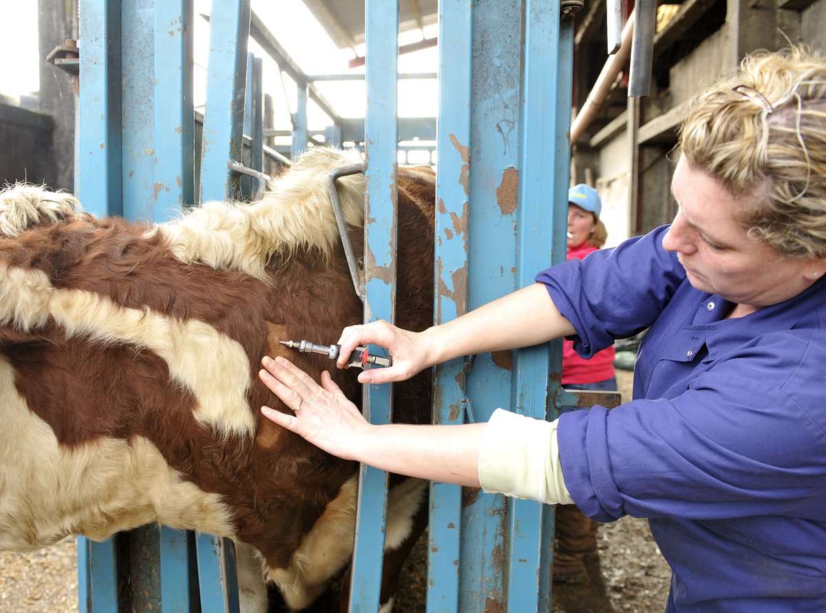 Oxtale's tweet photo. Calling cattle vets & consultants!
Are you a vet, SQP or consultant working with cattle in the UK? If so, share your views on health, disease and biosecurity, and help shape the future!
https://t.co/7wGaivP1YB https://t.co/K2ZXztulMW