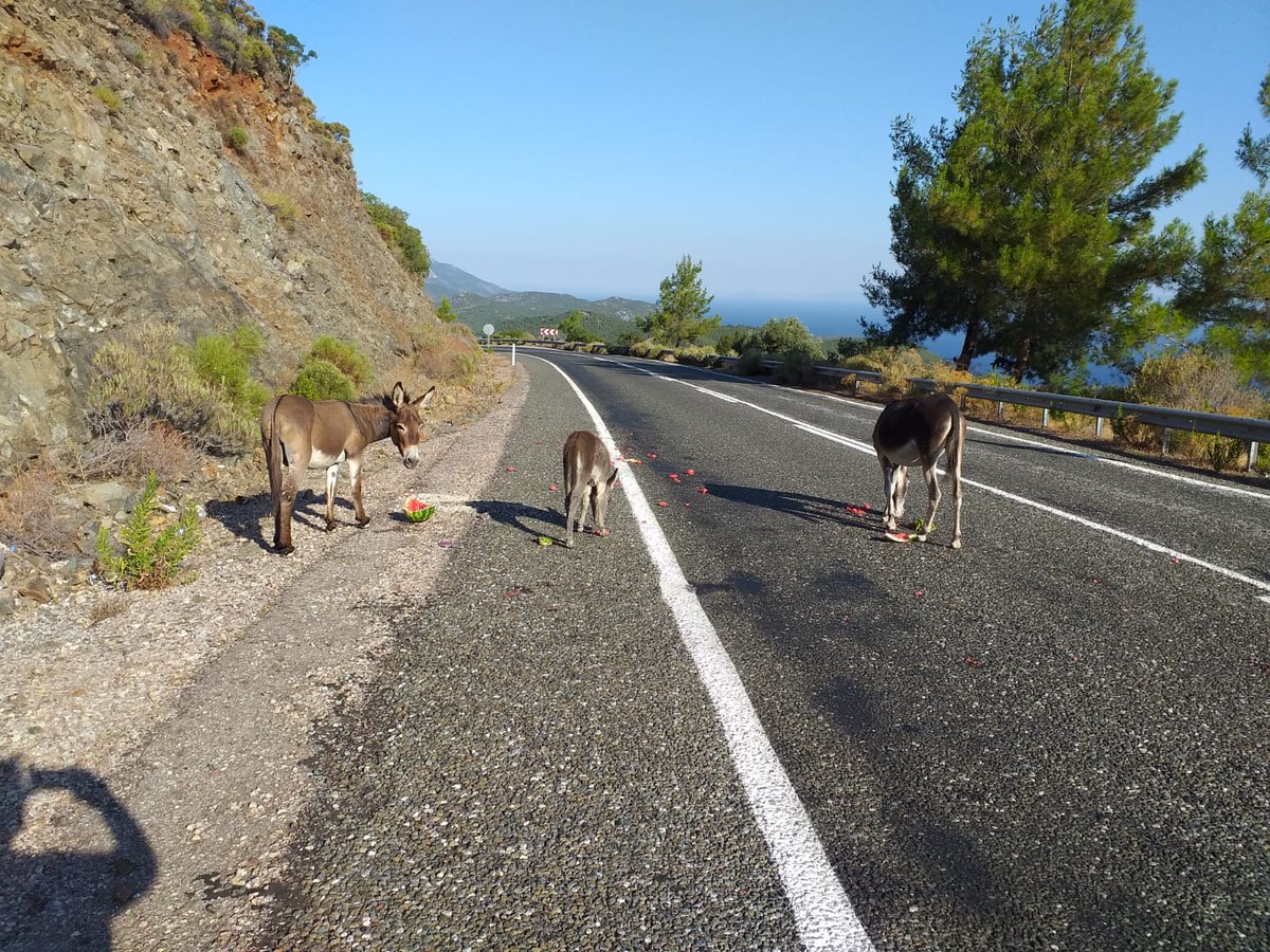 Değerli sürücüler,
yarımadamızda doğada yaşamlarını sürdüren yaban eşeklerimizi lütfen beslemeyiniz. İyi niyetiniz hem onları hem araçları  tehlikeye sokmaktadır. Doğada yeteri kadar su ve yiyecek temin edebiliyorlar, yol kenarına alışmaları onlara kötülük etmektir.